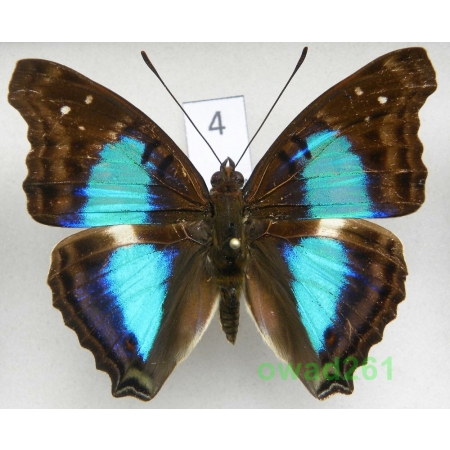 Doxocopa cherubina Felder, 1866 Peru 58mm4